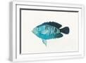 White Frame