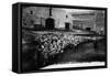 "Aveyron.394.Roquefort, Leaving a Flock of Sheep "-null-Framed Stretched Canvas