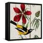 Avian Crop I-John James Audubon-Framed Stretched Canvas