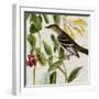 Avian Crop II-John James Audubon-Framed Art Print