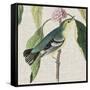 Avian Crop IV-John James Audubon-Framed Stretched Canvas