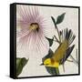 Avian Crop V-John James Audubon-Framed Stretched Canvas