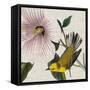 Avian Crop V-John James Audubon-Framed Stretched Canvas