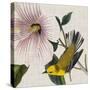 Avian Crop V-John James Audubon-Stretched Canvas