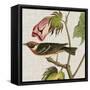 Avian Crop VI-John James Audubon-Framed Stretched Canvas