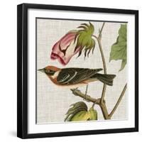 Avian Crop VI-John James Audubon-Framed Art Print