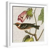 Avian Crop VI-John James Audubon-Framed Art Print