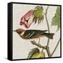 Avian Crop VI-John James Audubon-Framed Stretched Canvas