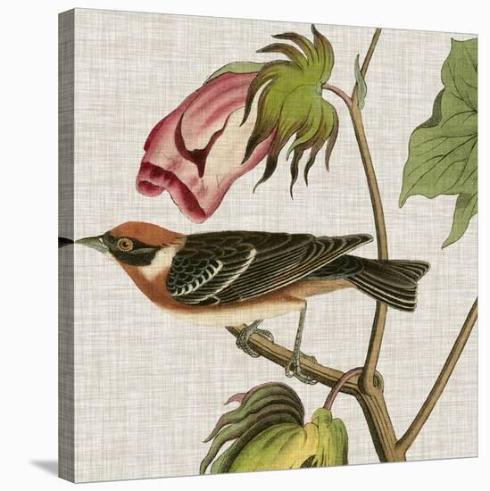 Avian Crop VI-John James Audubon-Stretched Canvas