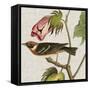 Avian Crop VI-John James Audubon-Framed Stretched Canvas