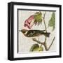 Avian Crop VI-John James Audubon-Framed Art Print