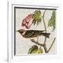 Avian Crop VI-John James Audubon-Framed Art Print