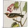 Avian Crop VI-John James Audubon-Mounted Art Print