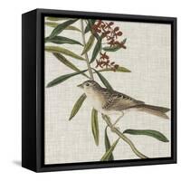 Avian Crop VII-John James Audubon-Framed Stretched Canvas