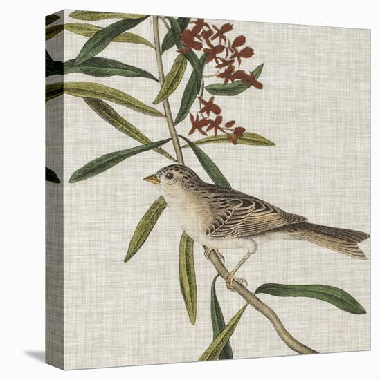 Avian Crop VII-John James Audubon-Stretched Canvas