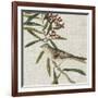 Avian Crop VII-John James Audubon-Framed Art Print