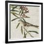 Avian Crop VII-John James Audubon-Framed Art Print