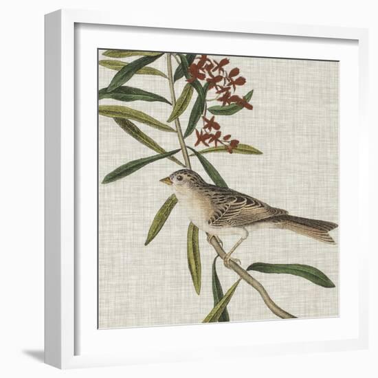 Avian Crop VII-John James Audubon-Framed Art Print