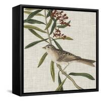 Avian Crop VII-John James Audubon-Framed Stretched Canvas