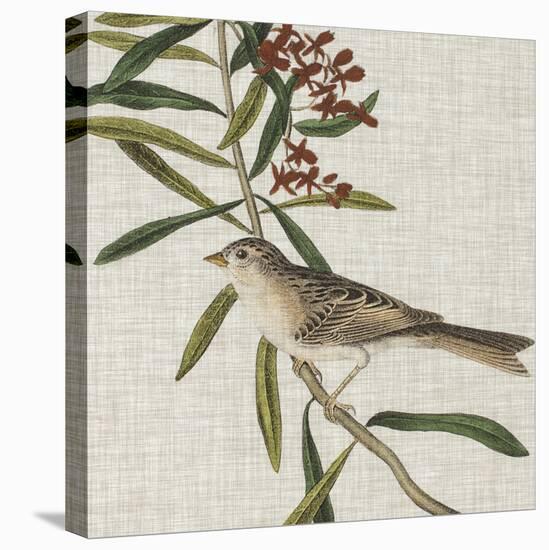 Avian Crop VII-John James Audubon-Stretched Canvas