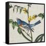 Avian Crop VIII-John James Audubon-Framed Stretched Canvas