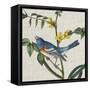 Avian Crop VIII-John James Audubon-Framed Stretched Canvas