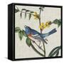 Avian Crop VIII-John James Audubon-Framed Stretched Canvas