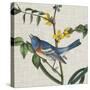 Avian Crop VIII-John James Audubon-Stretched Canvas