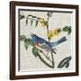 Avian Crop VIII-John James Audubon-Framed Art Print