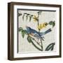 Avian Crop VIII-John James Audubon-Framed Art Print