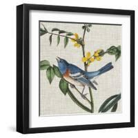 Avian Crop VIII-John James Audubon-Framed Art Print