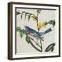 Avian Crop VIII-John James Audubon-Framed Art Print