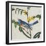 Avian Crop VIII-John James Audubon-Framed Art Print