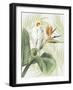 Avian Paradise II-Grace Popp-Framed Art Print