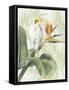 Avian Paradise II-Grace Popp-Framed Stretched Canvas