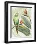 Avian Paradise IV-Grace Popp-Framed Art Print