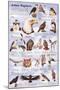 Avian Raptors Birds Of Prey Educational Science Chart Poster-null-Mounted Poster