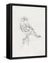 Avian Study  I-Ethan Harper-Framed Stretched Canvas