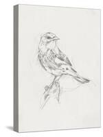 Avian Study  I-Ethan Harper-Stretched Canvas