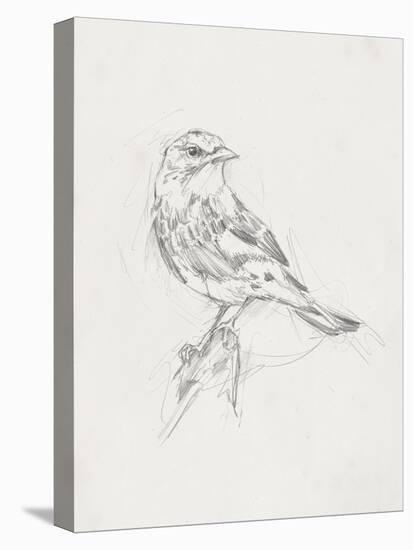 Avian Study  I-Ethan Harper-Stretched Canvas