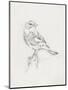 Avian Study  I-Ethan Harper-Mounted Art Print