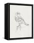 Avian Study  I-Ethan Harper-Framed Stretched Canvas