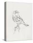 Avian Study  I-Ethan Harper-Stretched Canvas