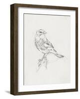 Avian Study  I-Ethan Harper-Framed Art Print