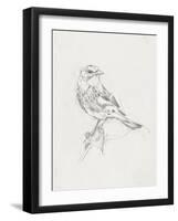 Avian Study  I-Ethan Harper-Framed Art Print