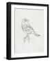 Avian Study  I-Ethan Harper-Framed Art Print