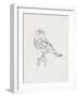 Avian Study  I-Ethan Harper-Framed Art Print