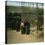 Aviaries at the Jardin D'Acclimatation, Paris (XVIth Arrondissement), Circa 1890-1895-Leon, Levy et Fils-Stretched Canvas