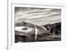 Aviator-Nathan Larson-Framed Photographic Print