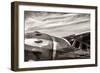 Aviator-Nathan Larson-Framed Photographic Print